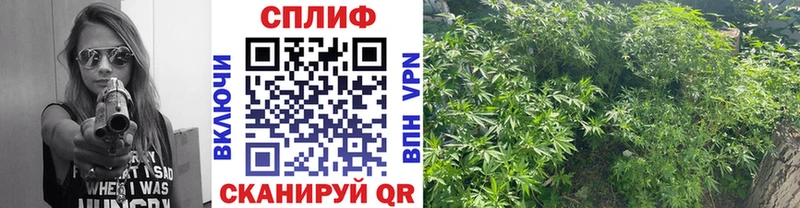 купить  сайты  Медвежьегорск  Шишки марихуана семена 
